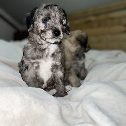 Aussiedoodle, Australian Shepherd, and Toy Australian Shepherd Puppies from Reintree