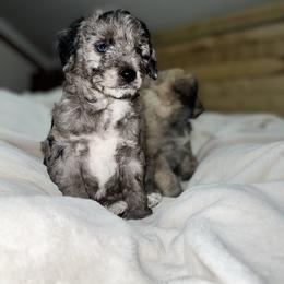 Aussiedoodle, Australian Shepherd, and Toy Australian Shepherd Puppies from Reintree