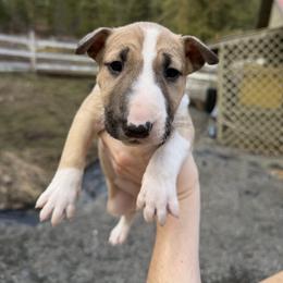 Haze - Fawn smut and white female Bull Terrier puppy in Sprauge, Washington from Mark My Words Bull Terriers