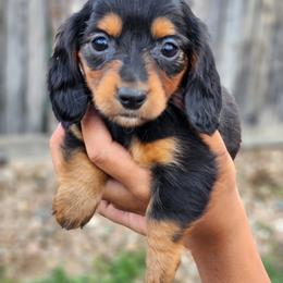 April - Black and tan female Dachshund puppy in Penrose, Colorado from Double Trouble Dachshunds