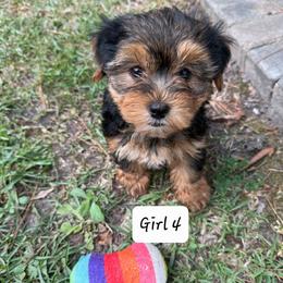 Boy 3 - male Yorkshire Terrier puppy in Summerville, South Carolina from Our Yorkie and Morkie Puppies of Summerville, South Carolina.