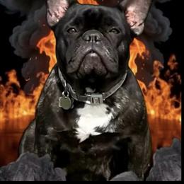 Ruby - French Bulldog