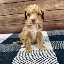 Little girl 1 - Buff female Cockapoo puppy in Beresford, South Dakota from DAKOTA DOOD RANCH