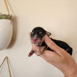 Doss - Black and cream male Dachshund puppy in Lindsay, California from Lewis Creek Dachshunds