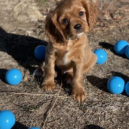Cavalier King Charles Spaniel Puppies from Colorful Cavaliers