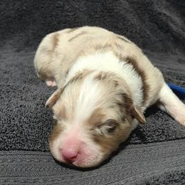 Blue - Red merle female Australian Shepherd puppy in Vona, Colorado from Dyna Aussies