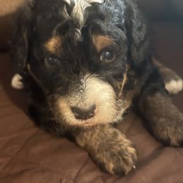 Matrix - female Golden Mountain Doodle puppy in Murrieta Ca, California from Gloria's Goldendoodles