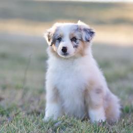 Gravy - Blue merle male Miniature American Shepherd puppy in Stephenville, Texas from Diamond H Aussies