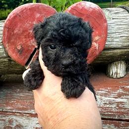 Brooklyn - Black & white female Maltipoo puppy in Coal City, Indiana from Angel Blue Dogs