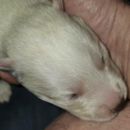 Pomskies from Thors litter