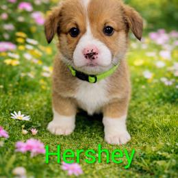 Hershey - Red male Pembroke Welsh Corgi puppy in Berkeley Springs, West Virginia from Hummingbird Farm
