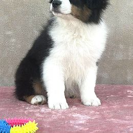 Montana - Black tri-color male Australian Shepherd puppy in Golden Valley, Arizona from Desert Wind Kennels