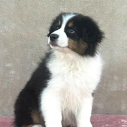 Montana - Black tri-color male Australian Shepherd puppy in Golden Valley, Arizona from Desert Wind Kennels
