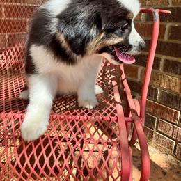 Girl 3 - Black tri-color female Australian Shepherd puppy in Douglas, Georgia from Big Mama’s Beauties