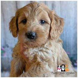 TATUM - Multigen Medium Goldendoodle - OFA-Genetics-2 year warranty-microchip- ready 11-7 - Apricot female Goldendoodle puppy in Jeddo, Michigan from Apple Creek Doodles