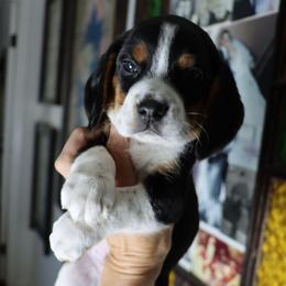 Marigold - Black tan and white male Beagle puppy in Susanville, California from Homegrown Beagles