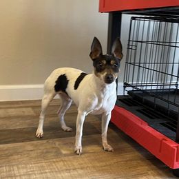 Toy Fox Terrier All Grown Up from Foxridge Farms