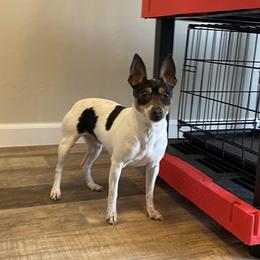 Toy Fox Terrier All Grown Up from Foxridge Farms