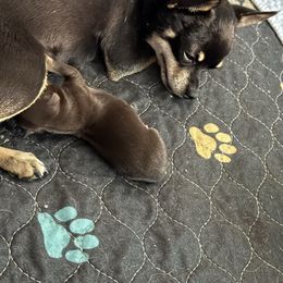 Chihuahua puppies from Divine K9s LLC