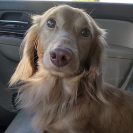 Bailey - Dachshund