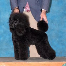 Rosie - Poodle