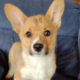 Triple Clear, OFA parents, CKC - Sable female American Corgi puppy in Harpursville, New York from Rex Farm Corgis