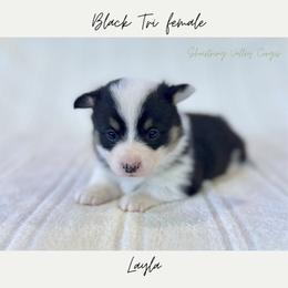Layla - Black and tan female American Corgi puppy in Onalaska, Washington from Shoestring Valley Corgis