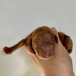 Boy 4 - Red male Cockapoo puppy in Egg Harbor City, New Jersey from Grace Given Cockapoos (GGC)