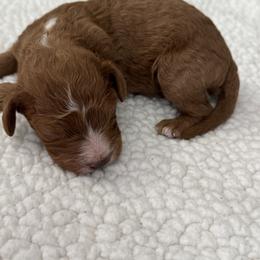 Cavapoo and Cockapoo Puppies from The Barkery