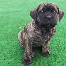 Aida - Black brindle female Cane Corso puppy in Nashville, Tennessee from Prestigious K9