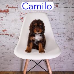 Camilo - male Aussiedoodle puppy in Calhoun, Georgia from Happy Top Doodles