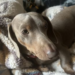 Charlie - Dachshund