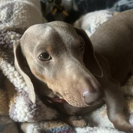 Charlie - Dachshund