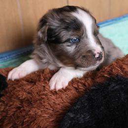 Blue - Blue merle male Miniature American Shepherd puppy in Detroit, Michigan from Double Moon