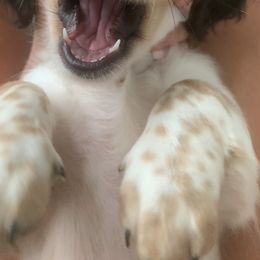Dachshund Puppies from Pigeon Hill Dachshunds