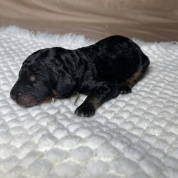 Atlas - Phantom male Goldendoodle puppy in Palmetto Bay, Florida from SOMIDOODLES