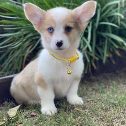 American Corgis and Pembroke Welsh Corgis from SoCal Native Corgis