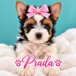 Prada - Black tan and white female Biewer Terrier puppy in Concord, California from Puppy Boutique