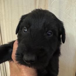 Boy 7 - Black male Giant Schnauzer puppy in North Royalton, Ohio from Mandy’s Giant Schnauzers