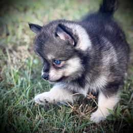 Archer wolf sable colored Pomsky. - Wolf sable male Pomsky puppy in Perkins, Oklahoma from A-Dream Pomsky Kennel