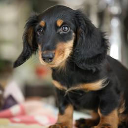 Dachshund Puppies from Olia Mirra