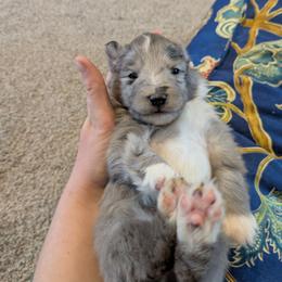 6 - Blue merle and white male Shetland Sheepdog puppy in Birdsboro, Pennsylvania from Alinost