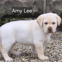 Amy Lee - Yellow female Labrador Retriever puppy in Greenwich, Ohio from Pure Gem Kennel