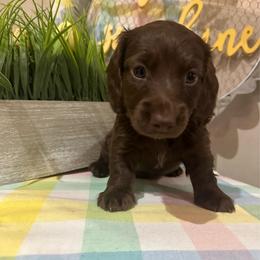 Cocoa - Chocolate male Dachshund puppy in Denham Springs, Louisiana from Pruitt Pups