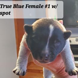 Full head mask - Blue speckled female Australian Cattle Dog puppy in Lenoir, North Carolina from Blue Coyote Ranch