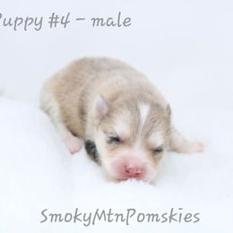 Otto - Merle male Pomsky puppy in Christiana, Tennessee from Smoky Mountain Pomskies