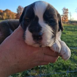 Scarlet - Brown and white female Saint Bernard puppy in Kinsman, Ohio from Coleman Saint Bernards of Ohio