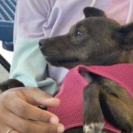 Chihuahuas from AZ Chihuahuas