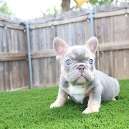 French Bulldog Puppies from Plus Ultra Bulldogs