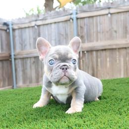 French Bulldog Puppies from Plus Ultra Bulldogs